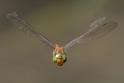 Isoaeschna isoceles antehumeralis (Green-eyed Hawker).jpg